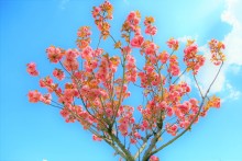 Чудесный Коран (часть 9 из 11): Уникальное пророчество