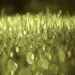 Chapitre 55, ar-Rahman (Le Tout Miséricordieux)