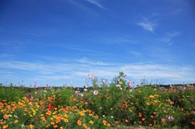 Ang Pagpapahintulot ng Propeta sa Ibang mga Relihiyon (bahagi 2 ng 2): Kalayaan sa Relihiyon at Pulitika