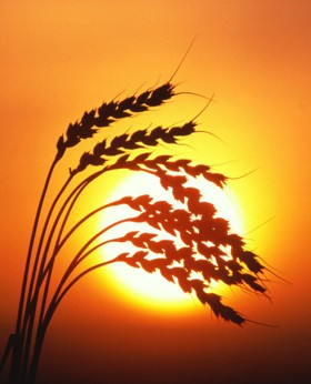 Застенчивость (часть 1 из 3): Введение