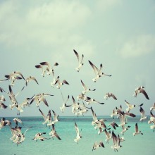 非穆斯林在伊斯兰国家中的权利和义务（2/13）： 非穆斯林居民