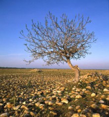 बाइबल यीशु की दिव्यता को नकारती है (7 का भाग 3): यीशु सर्वशक्तिमान नहीं है, और न ही सर्वज्ञ है