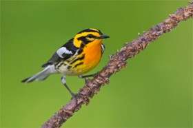 La chronique de fossiles réfute l’évolution