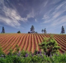 安拉为什么创造人类？（2/4）：记念安拉