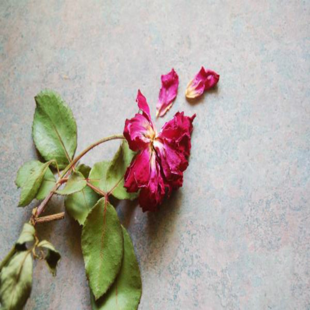 L'Elevazione della Condizione Femminile (4 di 5): Pari ma Differenti